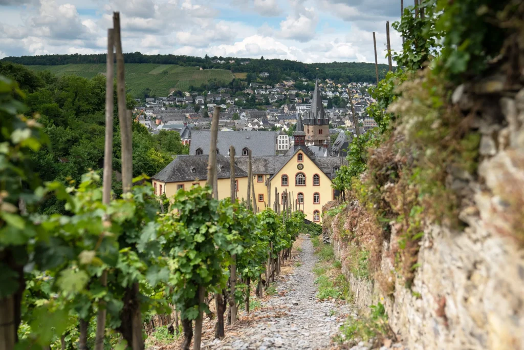Vineyard path between grape rows leading to a town with church spires in the distance under a cloudy sky.