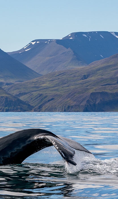 Whale tail fluke rising from calm water with snow-capped mountains in the background.