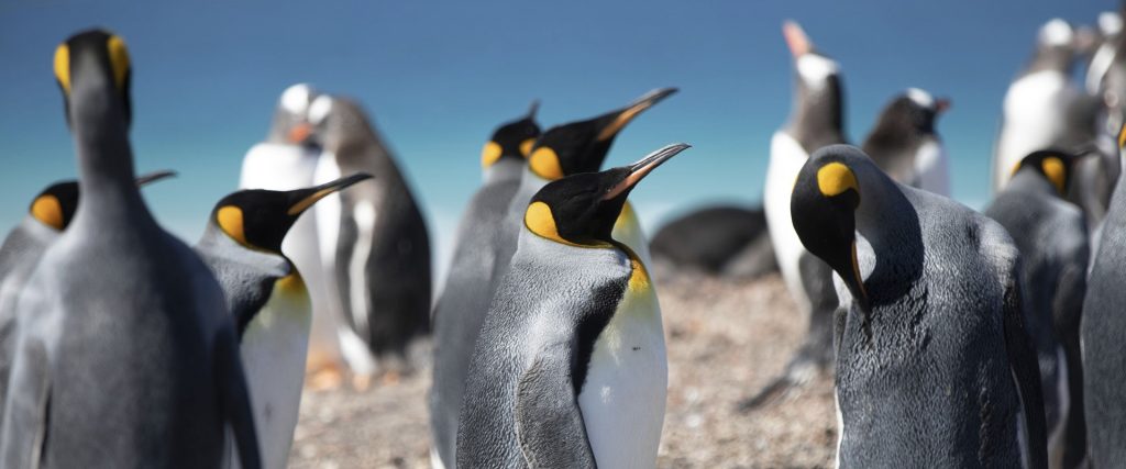 Group of king penguins gathered on a pebbled beach under a blue sky.