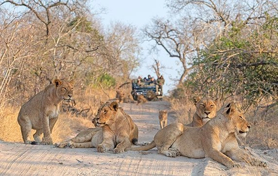 Five lions lounging on a dusty road with a safari jeep visible in the distance.