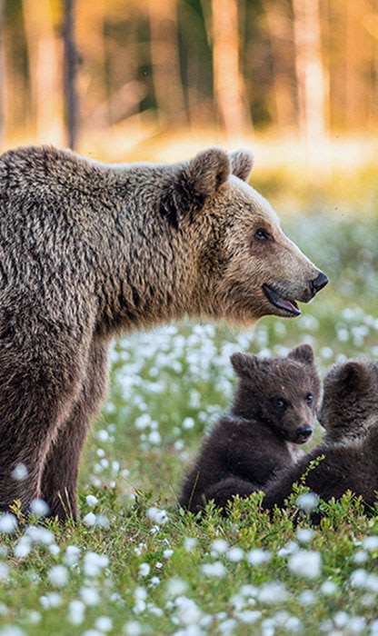 Mother brown bear with two cubs in a sunlit meadow dotted with small white flowers; the cubs sit close as the mother watches nearby.