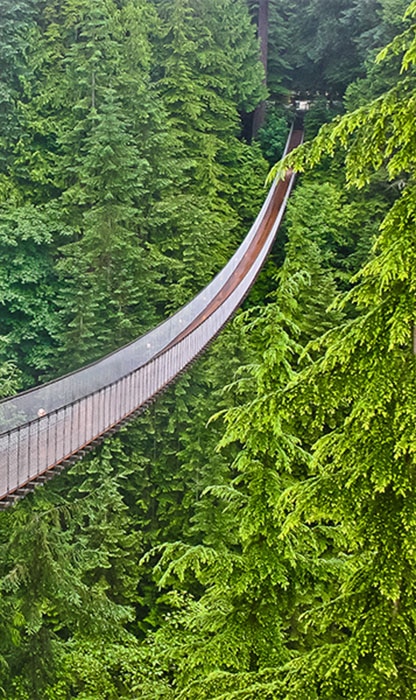 Suspension footbridge winding through a dense evergreen forest, viewed from above with railings on both sides.