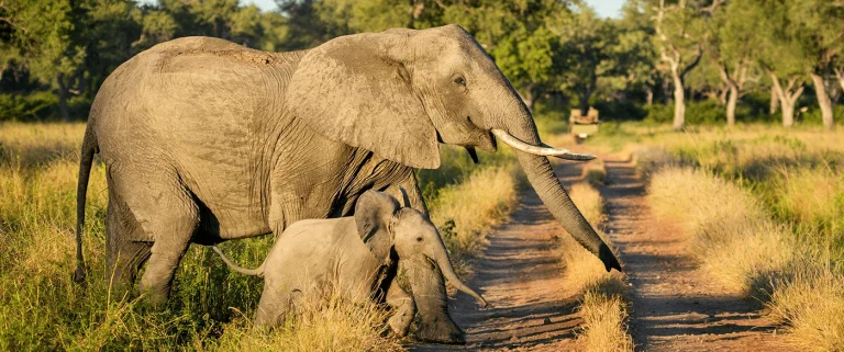 Adult elephant and calf cross a dusty dirt road in a sunlit grassy savannah with trees in the background.