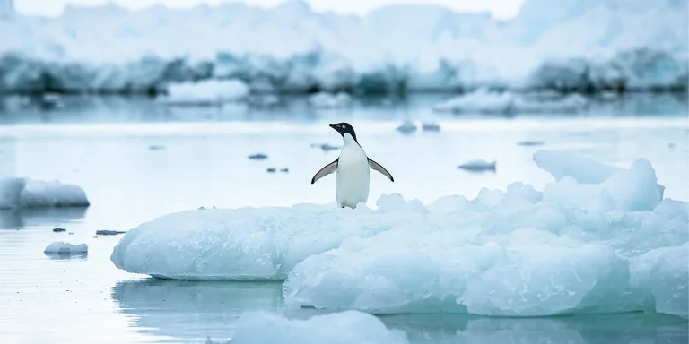 A penguin standing on a white ice floe in a calm, blue-tinged icy landscape with distant icebergs.