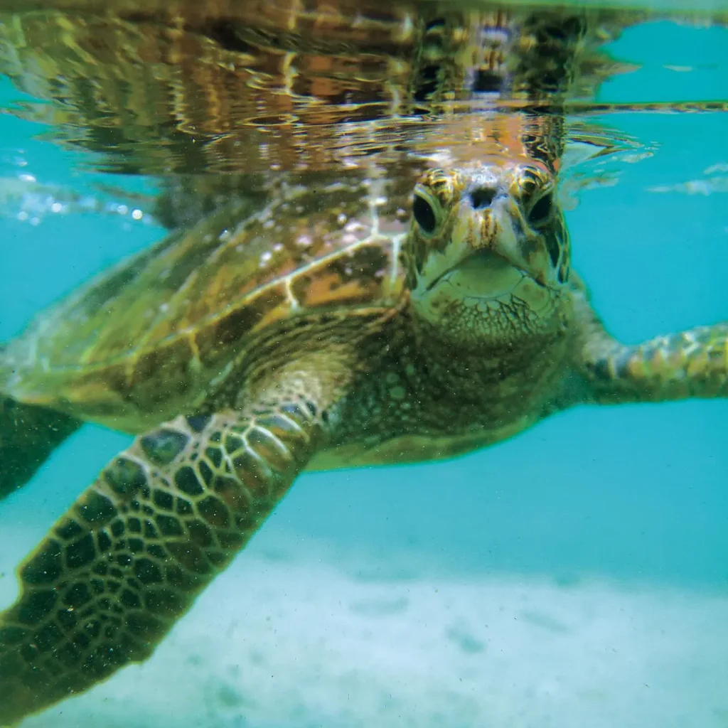 Close-up of a sea turtle underwater, facing the camera with a turquoise background and rippling surface.