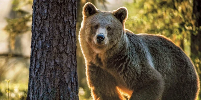 Brown bear standing near a tree in a sunlit forest, facing the camera.
