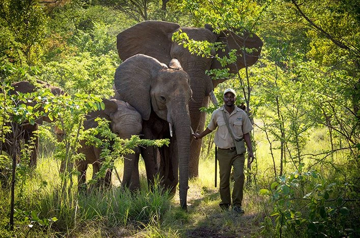 Wildlife guide walks beside a small herd of elephants through a sunlit forest path.